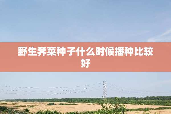 野生荠菜种子什么时候播种比较好