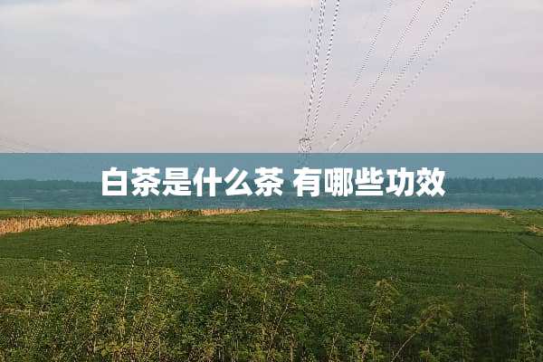 白茶是什么茶 有哪些功效