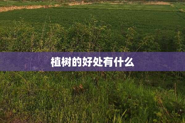 植树的好处有什么