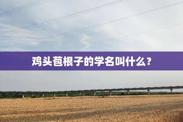 鸡头苞根子的学名叫什么？