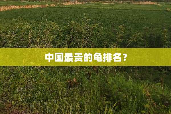 中国最贵的龟排名？