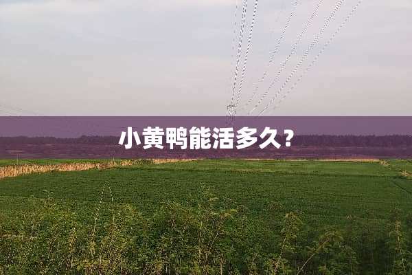 小黄鸭能活多久？