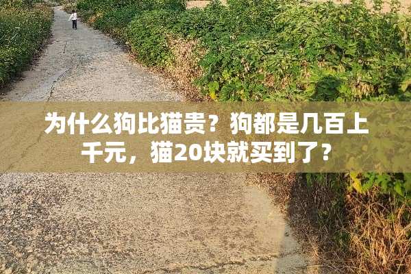 为什么狗比猫贵？狗都是几百上千元，猫20块就买到了？