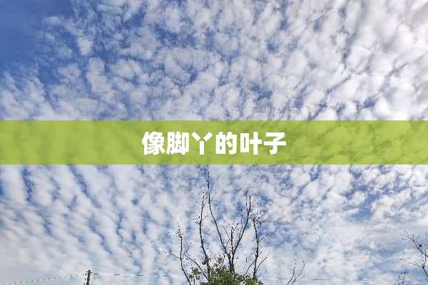 像脚丫的叶子