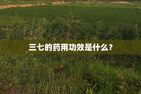 三七的药用功效是什么？