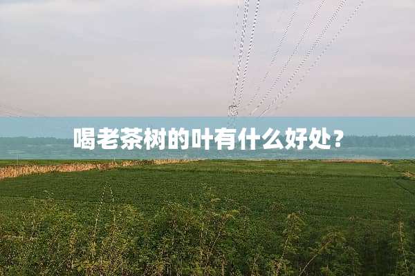 喝老茶树的叶有什么好处？