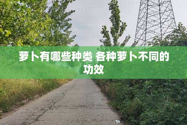 萝卜有哪些种类 各种萝卜不同的功效