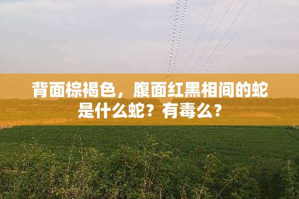 背面棕褐色，腹面红黑相间的蛇是什么蛇？有毒么？