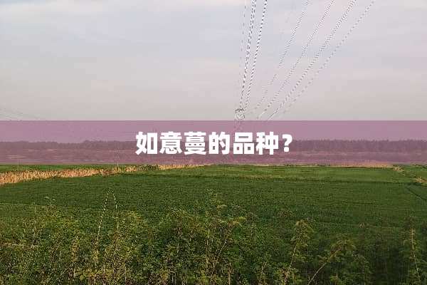 如意蔓的品种？