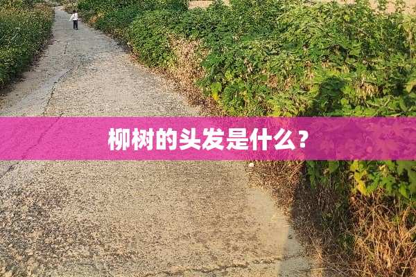 柳树的头发是什么？