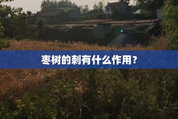 枣树的刺有什么作用？