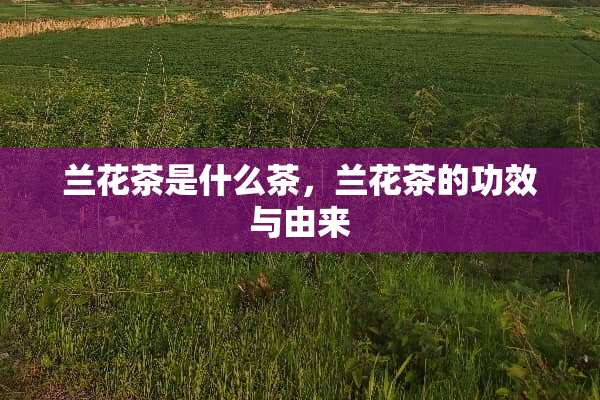 兰花茶是什么茶，兰花茶的功效与由来