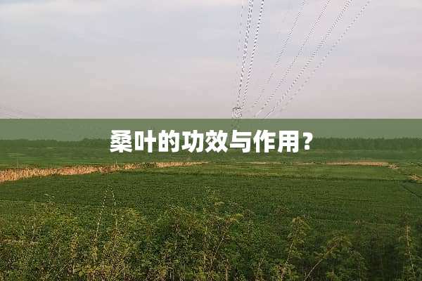 桑叶的功效与作用？