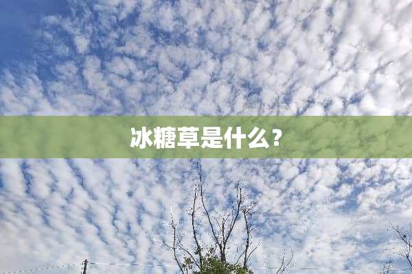 冰糖草是什么？