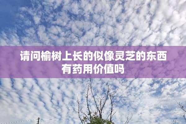 请问榆树上长的似像灵芝的东西有药用价值吗