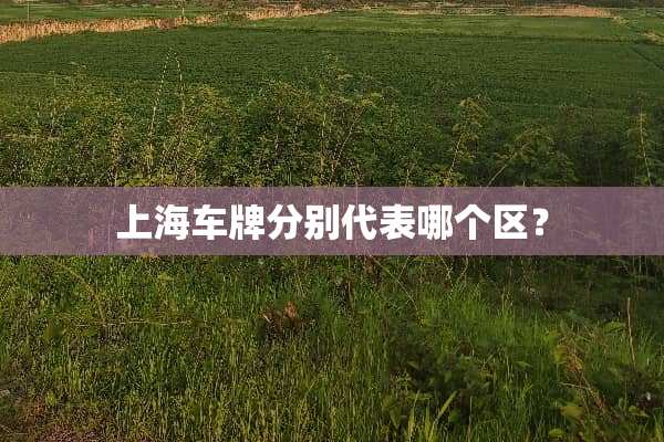 上海车牌分别代表哪个区？