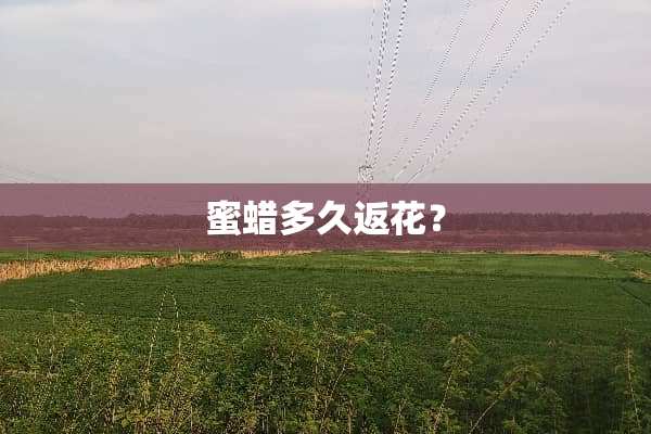 蜜蜡多久返花？