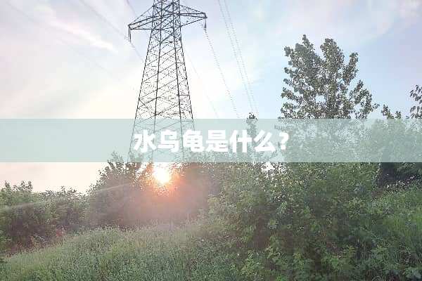 水乌龟是什么？