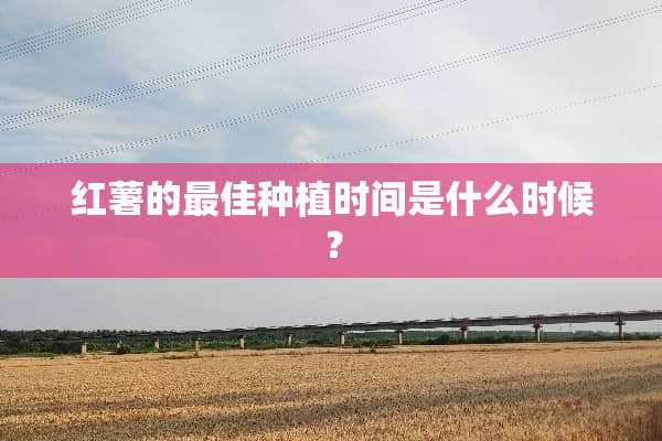 红薯的最佳种植时间是什么时候？