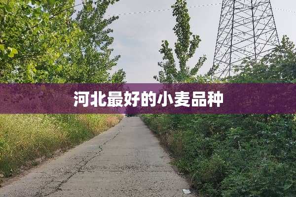 河北最好的小麦品种