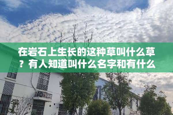 在**上生长的这种草叫什么草？有人知道叫什么名字和有什么功效不？