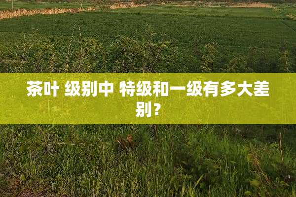 茶叶 级别中 特级和一级有多大差别？