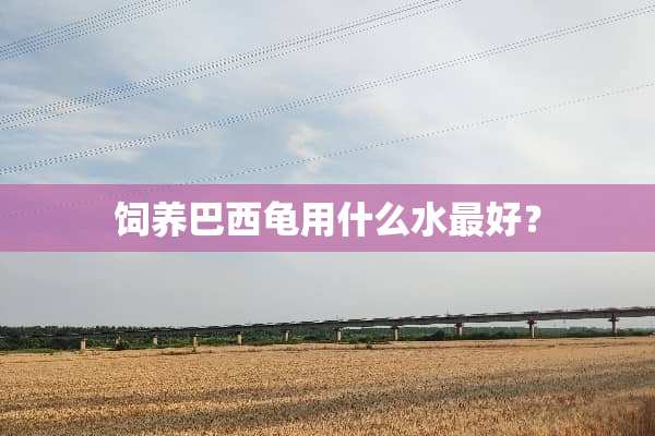 饲养巴西龟用什么水最好？