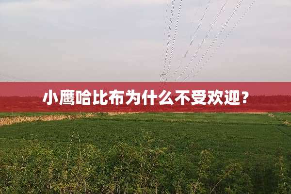 小鹰哈比布为什么不受欢迎？