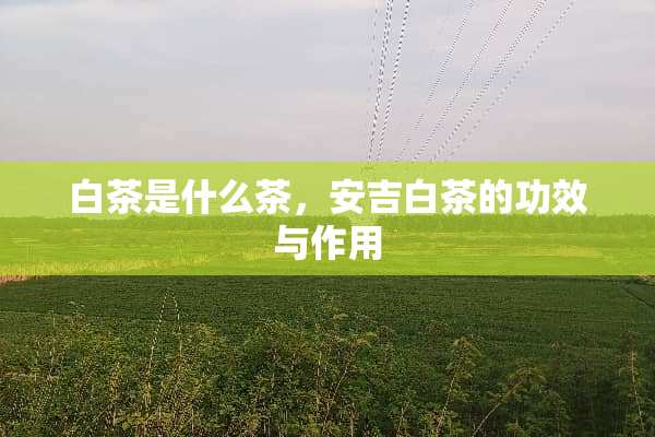 白茶是什么茶，安吉白茶的功效与作用