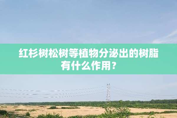 红杉树松树等植物分泌出的树脂有什么作用？