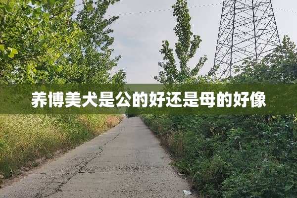 养博美犬是公的好还是母的好像