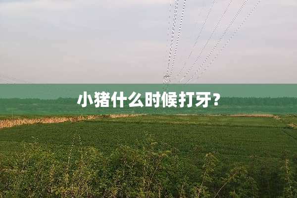 小猪什么时候打牙？