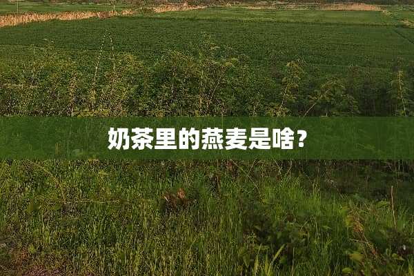 奶茶里的燕麦是啥？