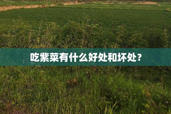 吃紫菜有什么好处和坏处？
