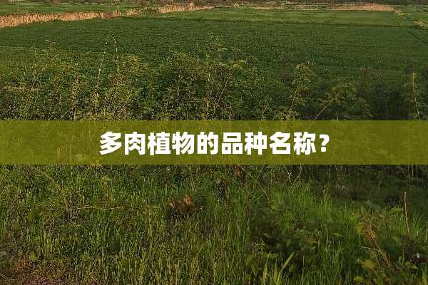 多肉植物的品种名称？