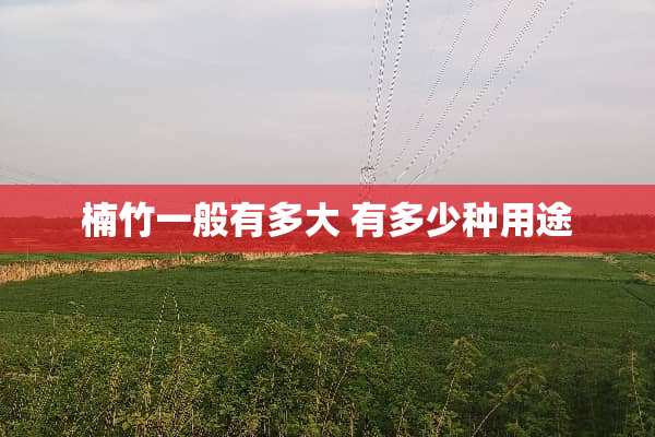 楠竹一般有多大 有多少种用途